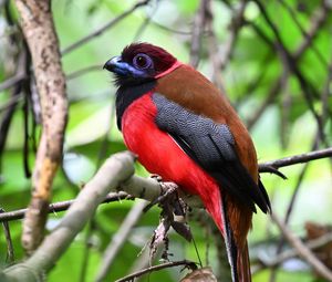 Preview wallpaper trogon, bird, feathers, branches, leaves, nature