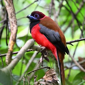 Preview wallpaper trogon, bird, feathers, branches, leaves, nature