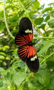 Preview wallpaper tropical butterfly, butterfly, wings, pattern, plants