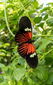 Preview wallpaper tropical butterfly, butterfly, wings, pattern, plants