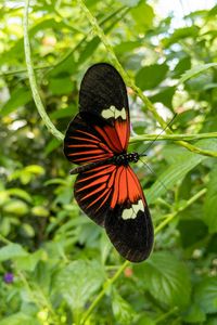 Preview wallpaper tropical butterfly, butterfly, wings, pattern, plants