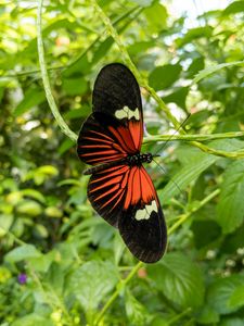 Preview wallpaper tropical butterfly, butterfly, wings, pattern, plants