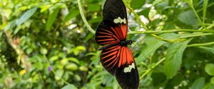 Preview wallpaper tropical butterfly, butterfly, wings, pattern, plants