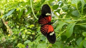 Preview wallpaper tropical butterfly, butterfly, wings, pattern, plants