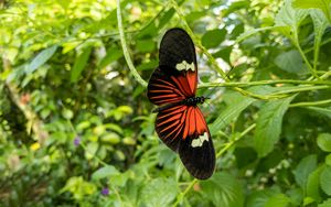 Preview wallpaper tropical butterfly, butterfly, wings, pattern, plants