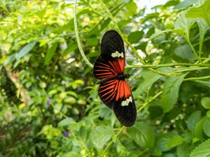 Preview wallpaper tropical butterfly, butterfly, wings, pattern, plants