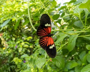 Preview wallpaper tropical butterfly, butterfly, wings, pattern, plants