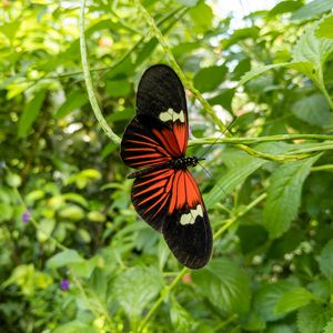 Preview wallpaper tropical butterfly, butterfly, wings, pattern, plants