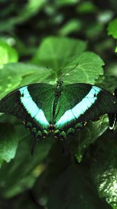 Preview wallpaper tropical butterfly, butterfly, wings, pattern, plants, green