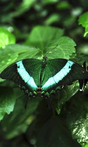 Preview wallpaper tropical butterfly, butterfly, wings, pattern, plants, green