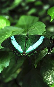 Preview wallpaper tropical butterfly, butterfly, wings, pattern, plants, green