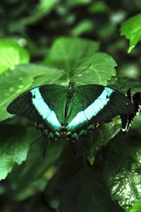 Preview wallpaper tropical butterfly, butterfly, wings, pattern, plants, green