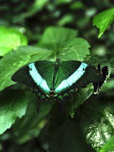 Preview wallpaper tropical butterfly, butterfly, wings, pattern, plants, green