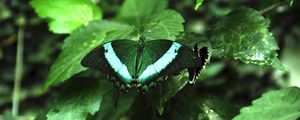 Preview wallpaper tropical butterfly, butterfly, wings, pattern, plants, green