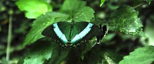 Preview wallpaper tropical butterfly, butterfly, wings, pattern, plants, green