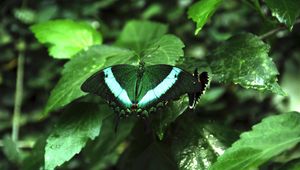 Preview wallpaper tropical butterfly, butterfly, wings, pattern, plants, green