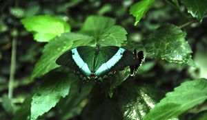 Preview wallpaper tropical butterfly, butterfly, wings, pattern, plants, green