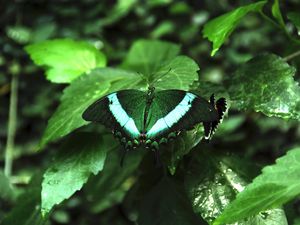 Preview wallpaper tropical butterfly, butterfly, wings, pattern, plants, green