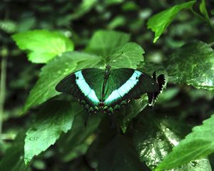 Preview wallpaper tropical butterfly, butterfly, wings, pattern, plants, green