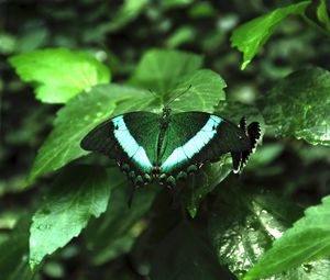 Preview wallpaper tropical butterfly, butterfly, wings, pattern, plants, green