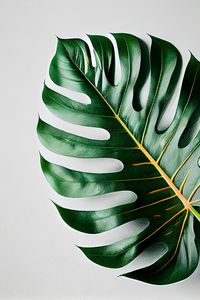 Preview wallpaper tropical leaf, leaf, macro