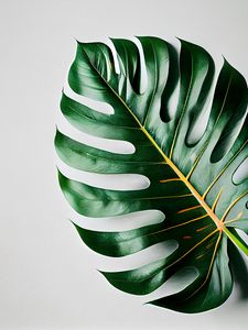 Preview wallpaper tropical leaf, leaf, macro