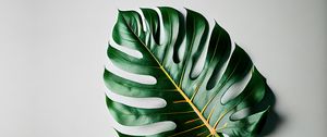 Preview wallpaper tropical leaf, leaf, macro
