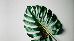 Preview wallpaper tropical leaf, leaf, macro