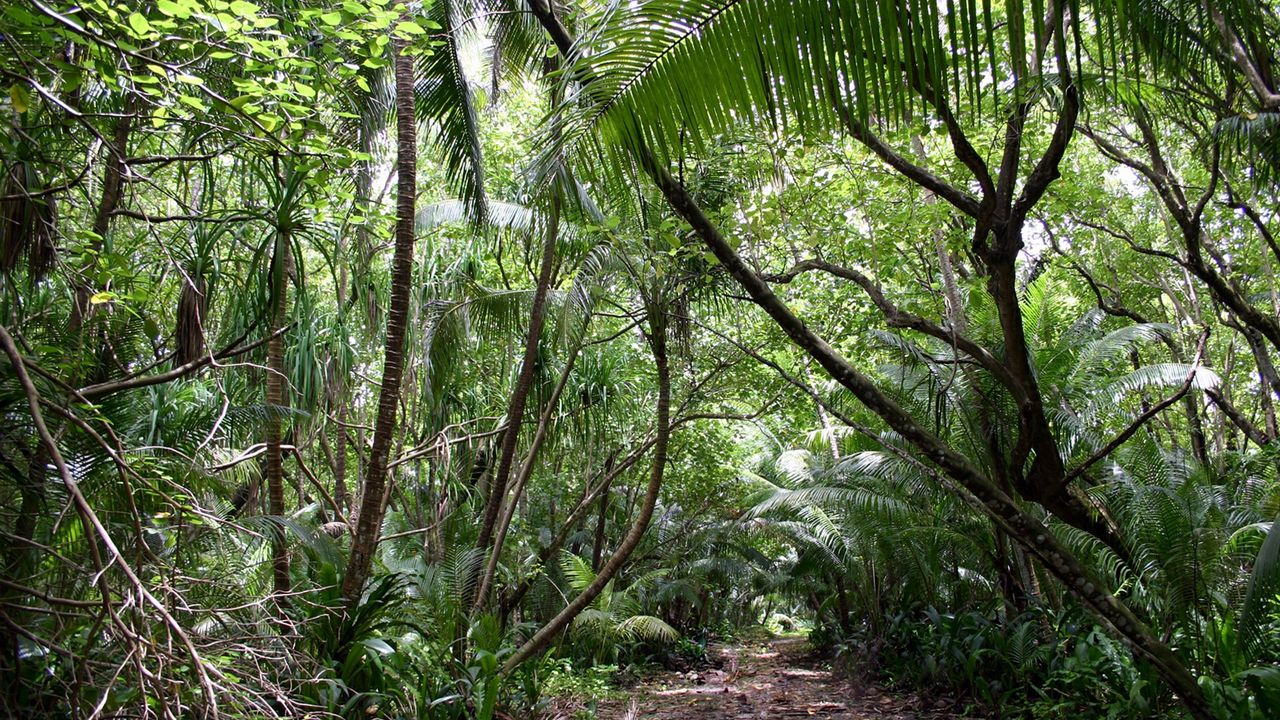 Wallpaper tropics, jungle, wood, vegetation, trees