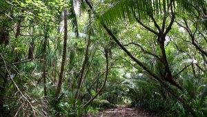 Preview wallpaper tropics, jungle, wood, vegetation, trees