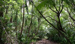 Preview wallpaper tropics, jungle, wood, vegetation, trees