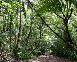 Preview wallpaper tropics, jungle, wood, vegetation, trees