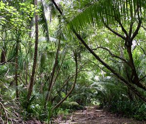 Preview wallpaper tropics, jungle, wood, vegetation, trees