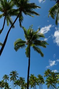 Preview wallpaper tropics, palm trees, sky, bottom view