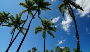 Preview wallpaper tropics, palm trees, sky, bottom view