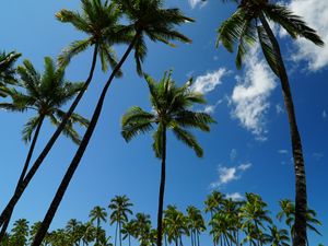 Preview wallpaper tropics, palm trees, sky, bottom view