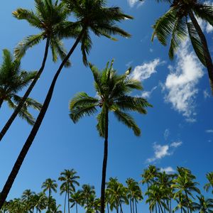 Preview wallpaper tropics, palm trees, sky, bottom view