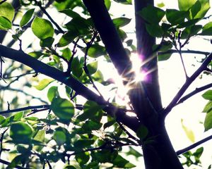 Preview wallpaper trunk, light, patches of light, leaves, tree