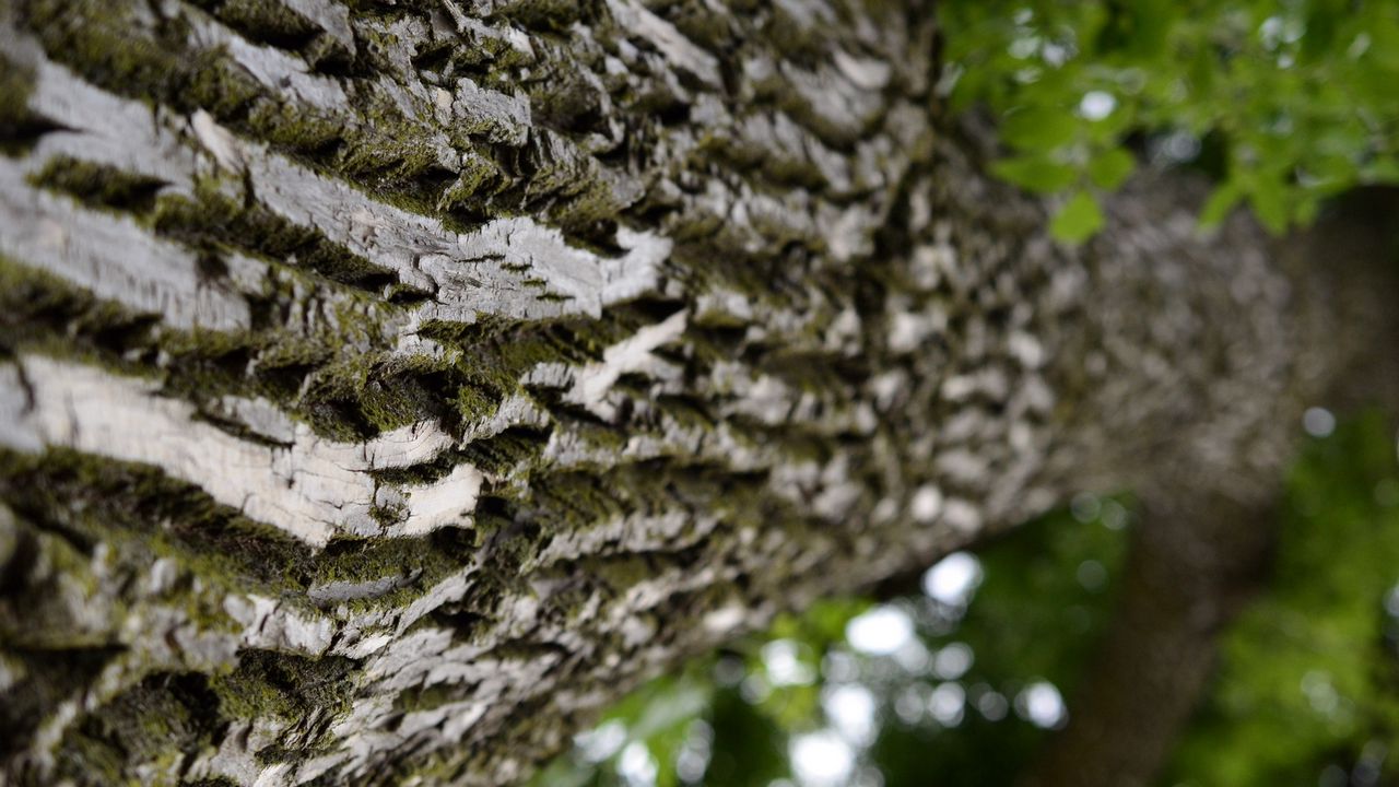 Wallpaper trunk, tree, bark, surface, macro