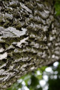 Preview wallpaper trunk, tree, bark, surface, macro