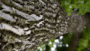 Preview wallpaper trunk, tree, bark, surface, macro