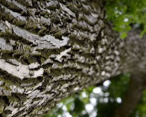 Preview wallpaper trunk, tree, bark, surface, macro