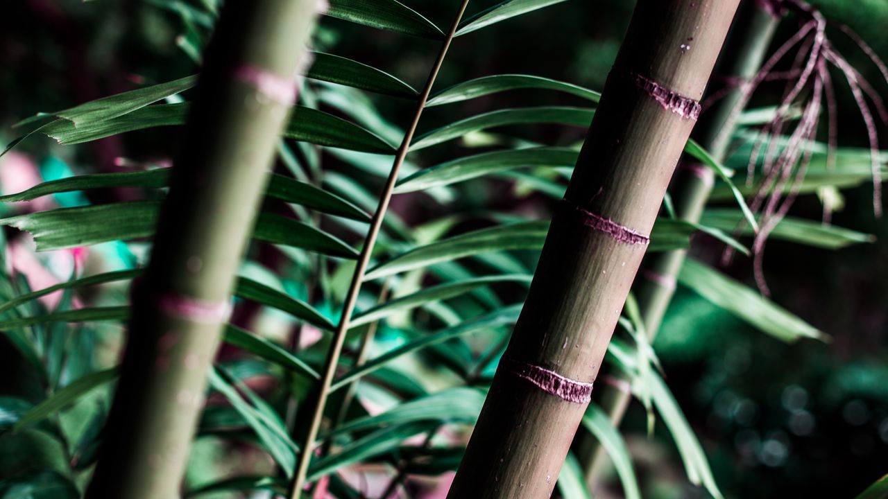 Wallpaper trunk, tree, branch, leaves, bamboo, blur