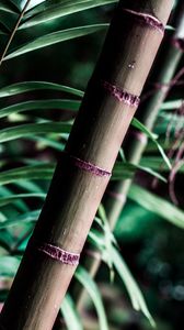 Preview wallpaper trunk, tree, branch, leaves, bamboo, blur