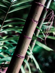 Preview wallpaper trunk, tree, branch, leaves, bamboo, blur