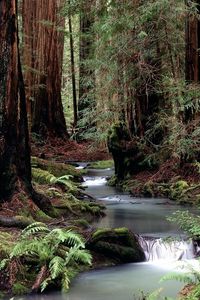 Preview wallpaper trunks, trees, stream, wood, water