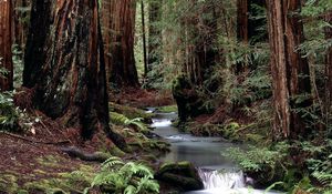 Preview wallpaper trunks, trees, stream, wood, water