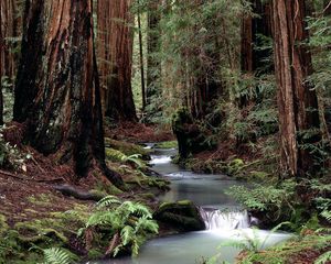 Preview wallpaper trunks, trees, stream, wood, water