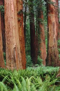 Preview wallpaper trunks, trees, wood, bark