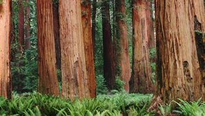 Preview wallpaper trunks, trees, wood, bark